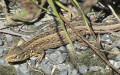 Klasse Reptilia (Laurenti, 1768)