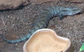 Klasse Reptilia (Laurenti, 1768)
