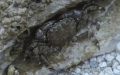 Unterstamm Crustacea (Brünnich, 1772)