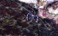 Unterstamm Crustacea (Brünnich, 1772)